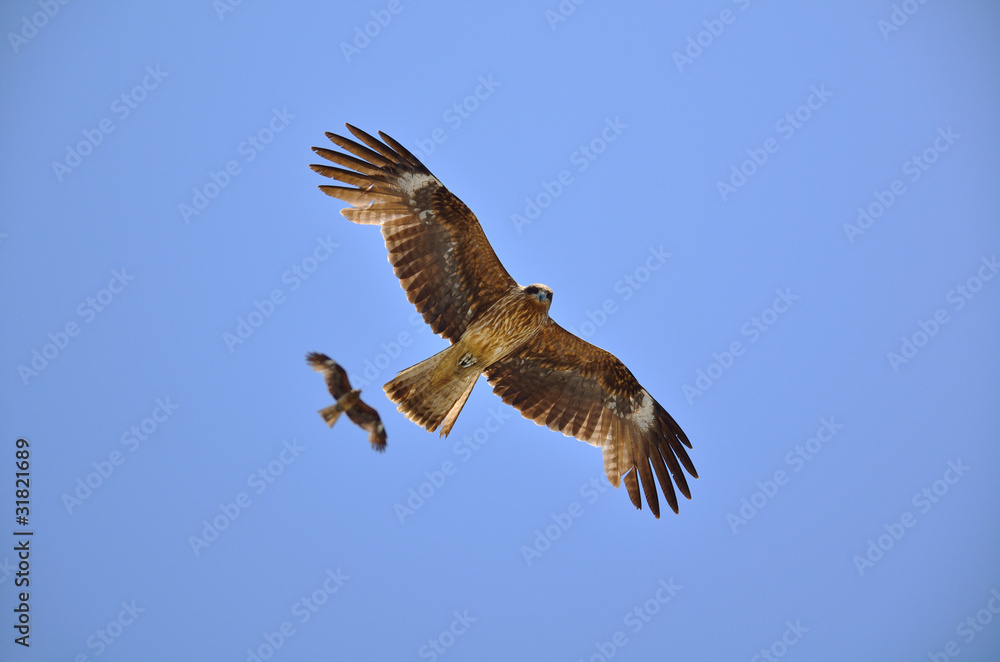 Fototapeta premium とび