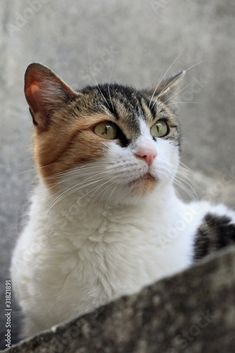 Chatte "torbie" (3 couleurs, calico et tabby)