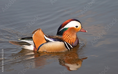 Mandarinente / Mandarin duck