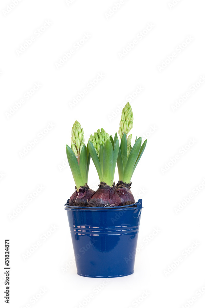 bulbi di giacinti bulbi di giacinti