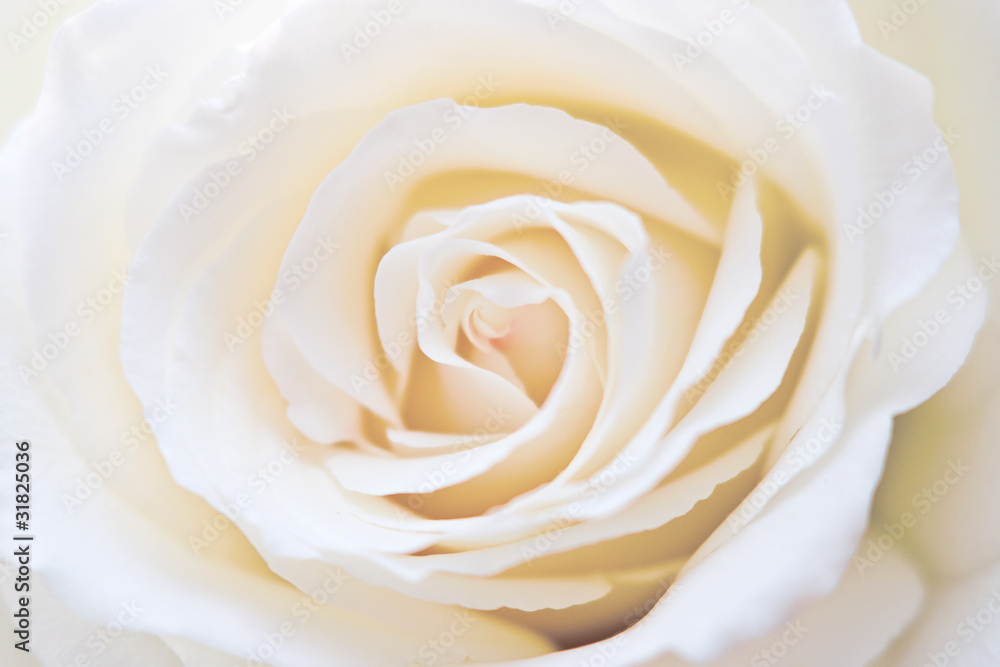 white rose white rose