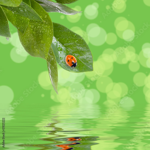 Wet green leaves and a ladybird