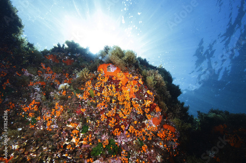 margherite di mare parazoantos fioritura acquario