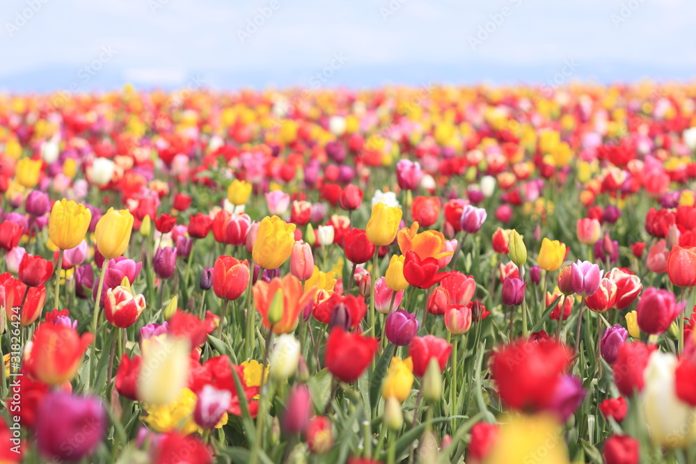 Colorful tulips in a field.