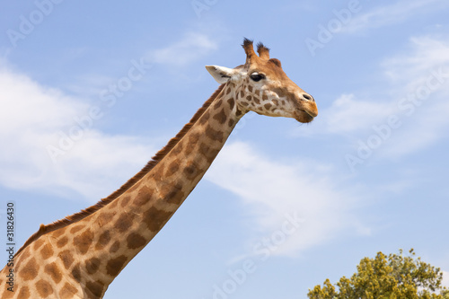 girafe © Marchal Jérémy