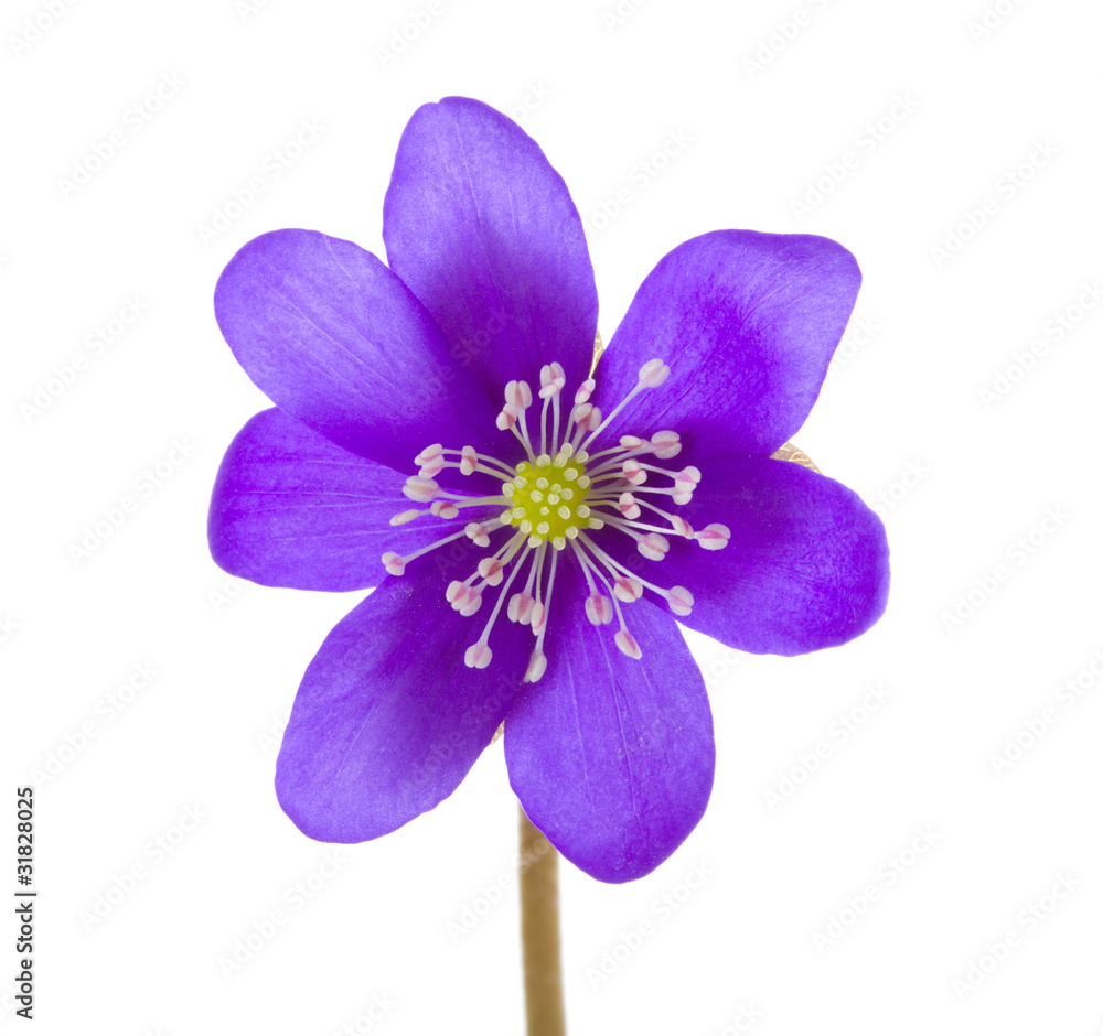 Fototapeta premium hepatica flower