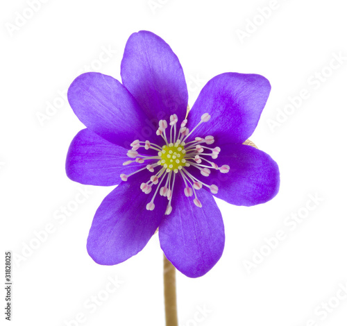 hepatica flower