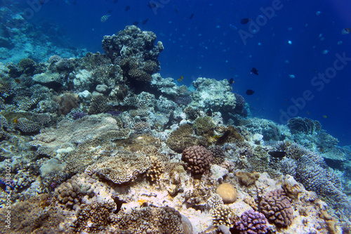 Кораллы © Abrosimov E.P.