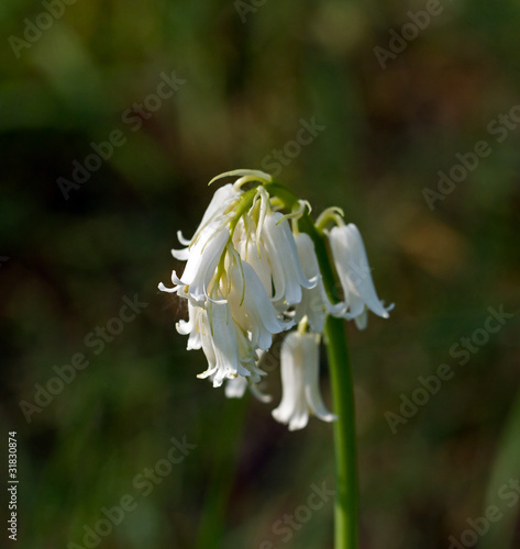 White Bluebells photo