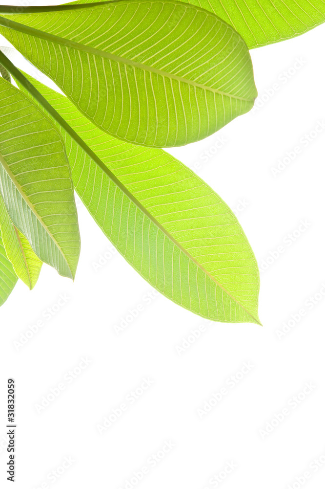 Plumeria leaves isolated on white background. Plumeria leaves isolated on white background.