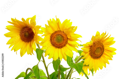 Fototapeta Naklejka Na Ścianę i Meble -  Three sunflowers isolated on white background