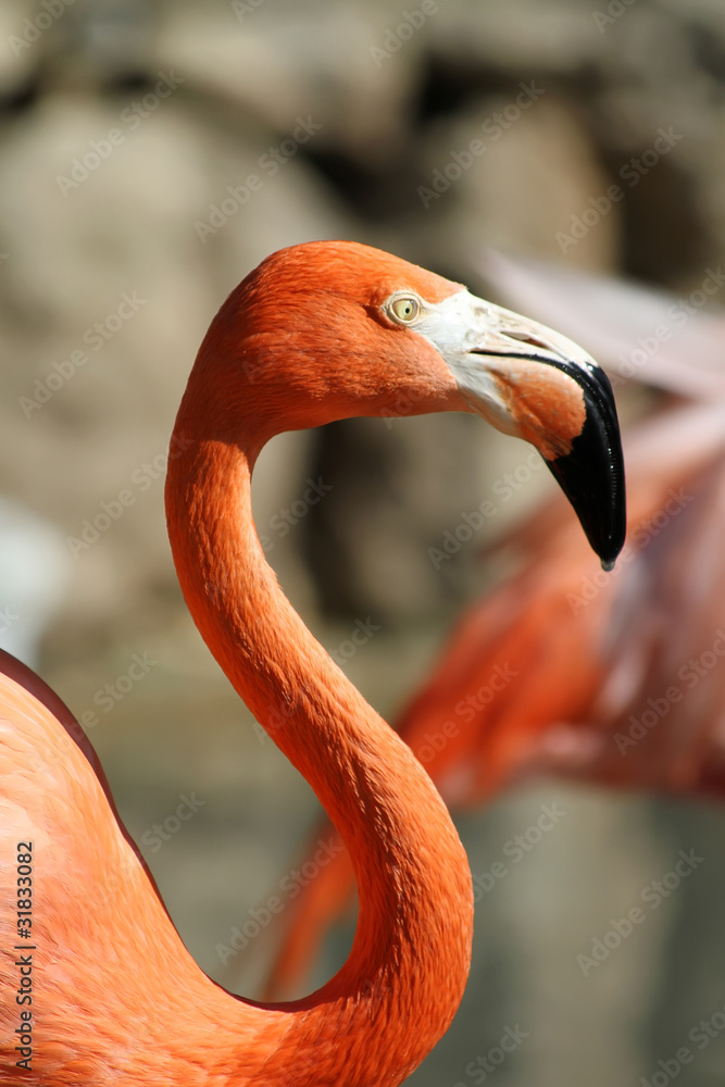 Fototapeta premium Flamingo