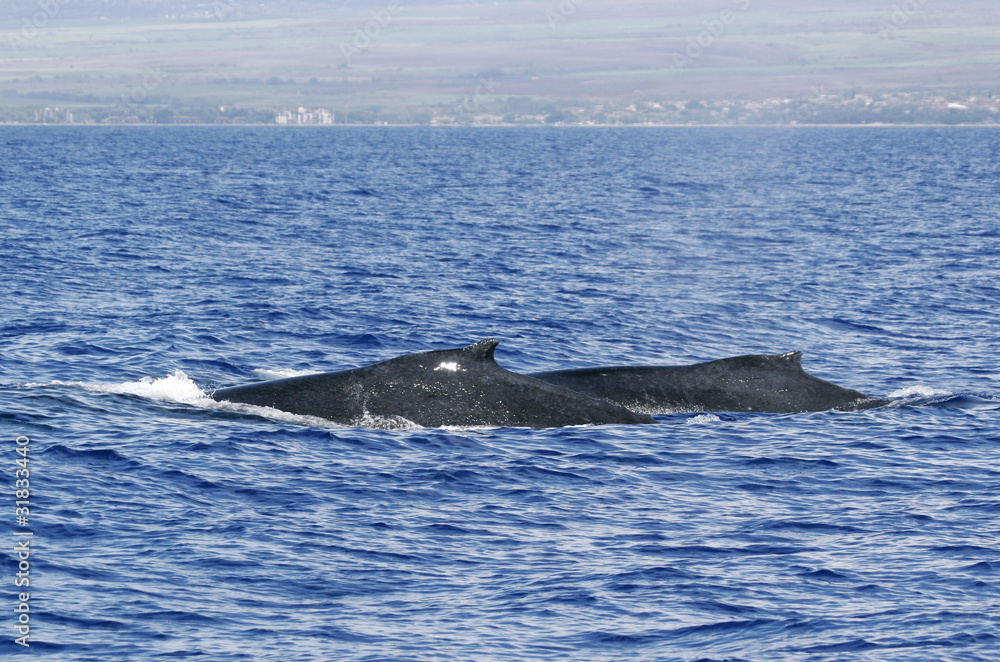 Fototapeta premium Back of two Humpback whale