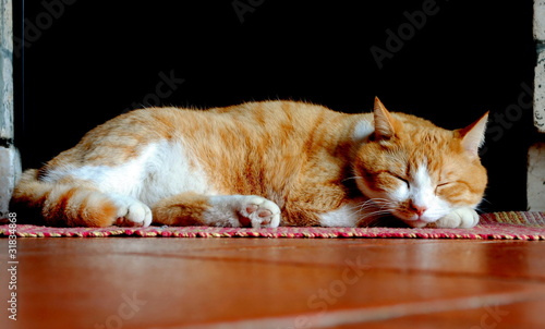 gatto arancione che dorme photo