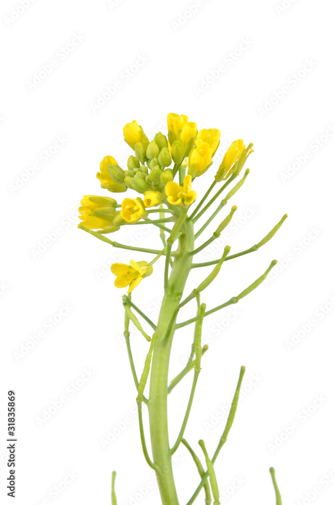 rape flower rape flower