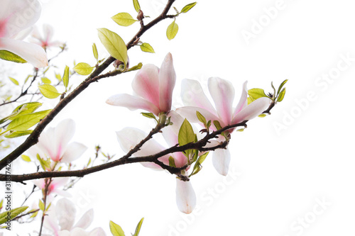 Beautiful magnolia flowers isolated on white © JulietPhotography