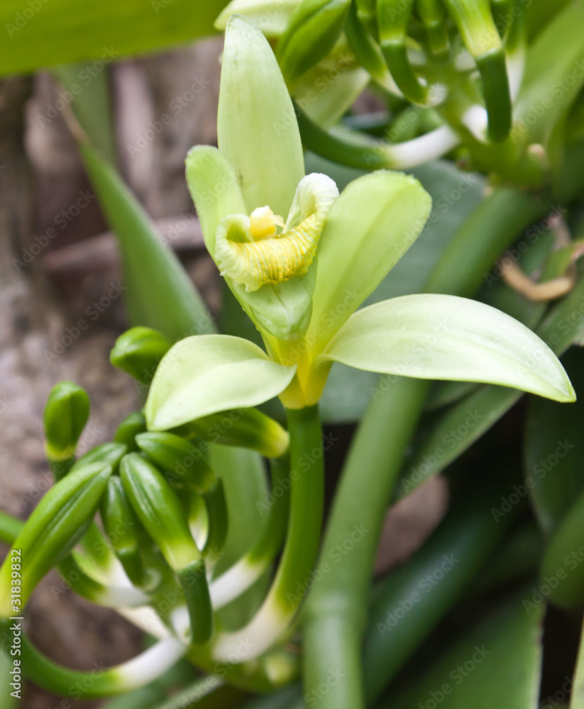 fleur vanille Bourbon Stock Photo | Adobe Stock