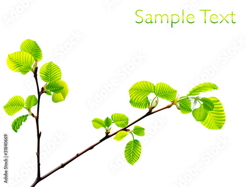 Vector branch of green beech leaves isolated on white background