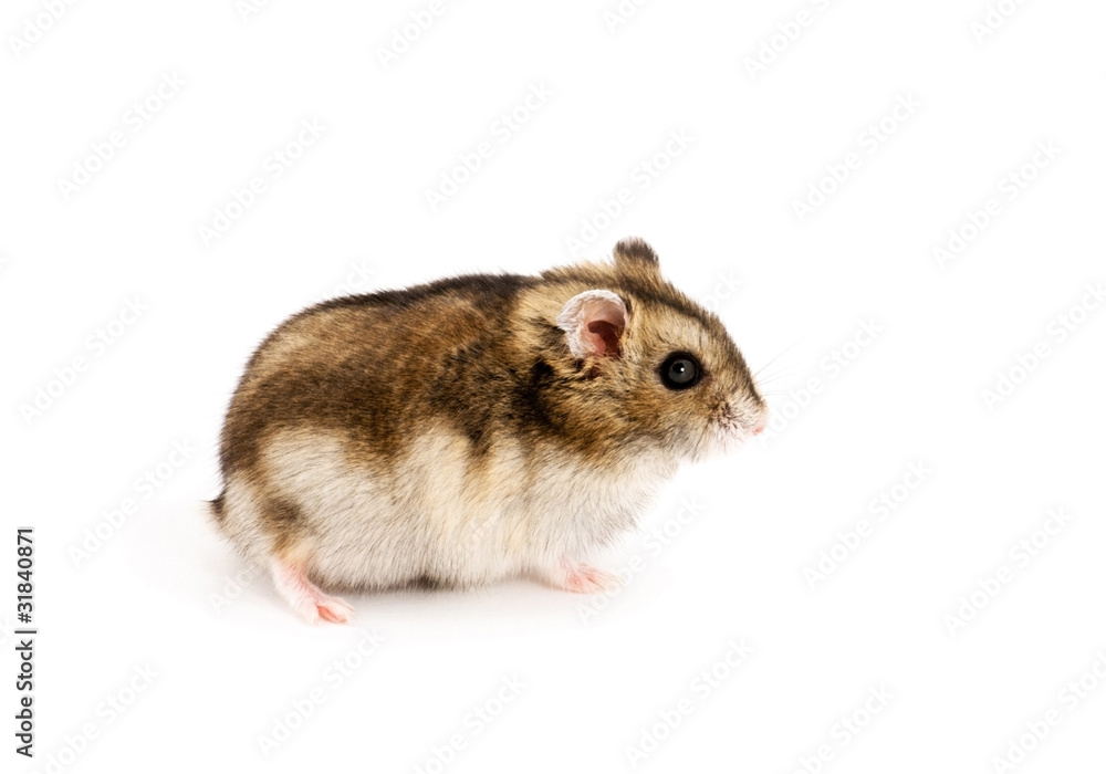 Dwarf hamster