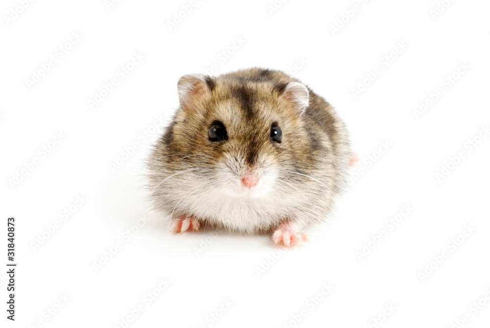 Dwarf hamster Dwarf hamster