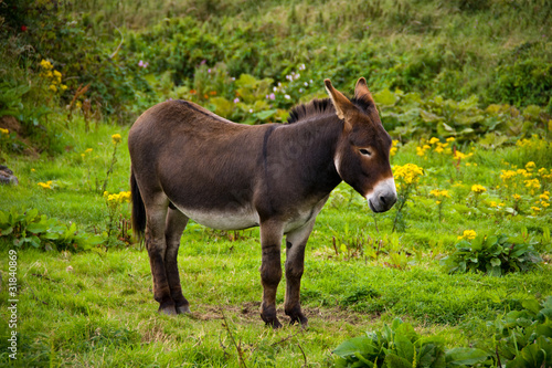 Donkey in a green field