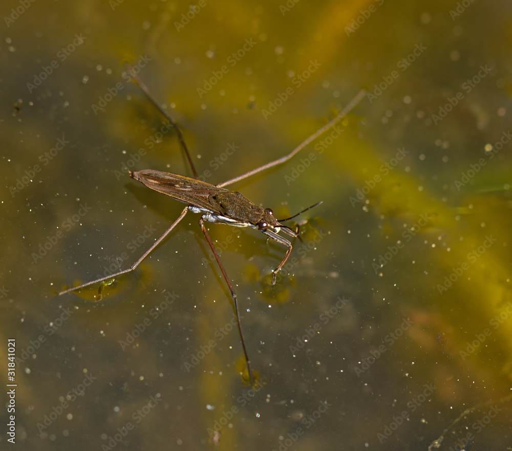 Common Pond Skater Common Pond Skater
