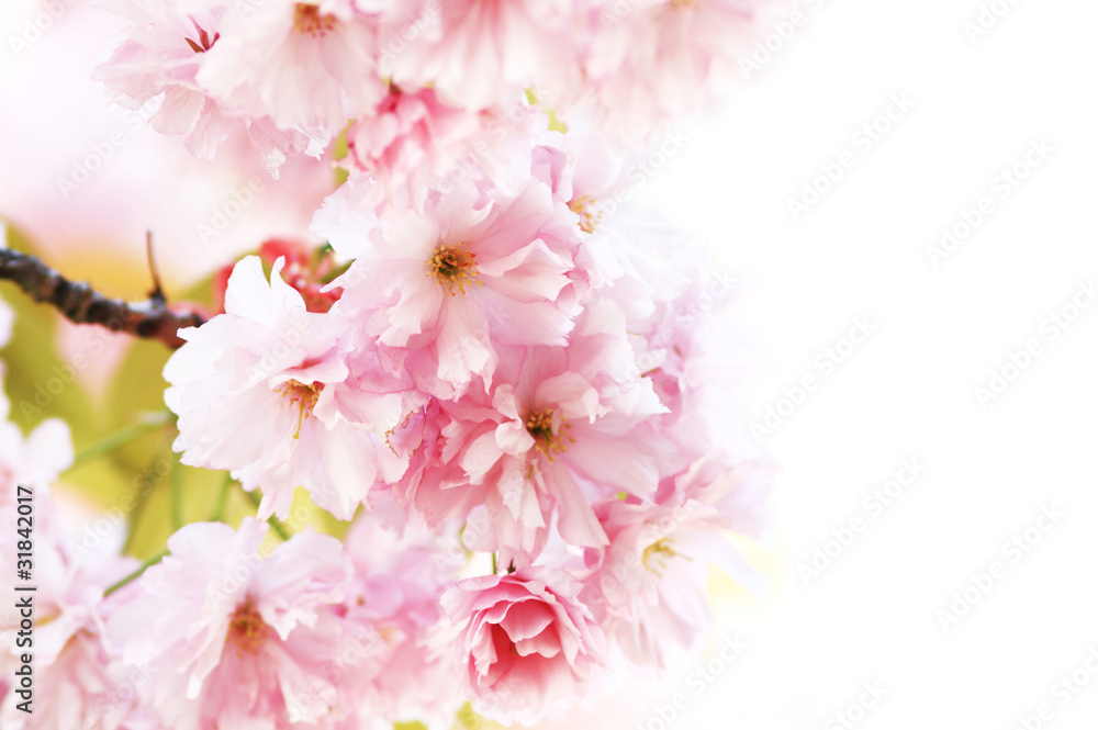 Cherry blossom Cherry blossom