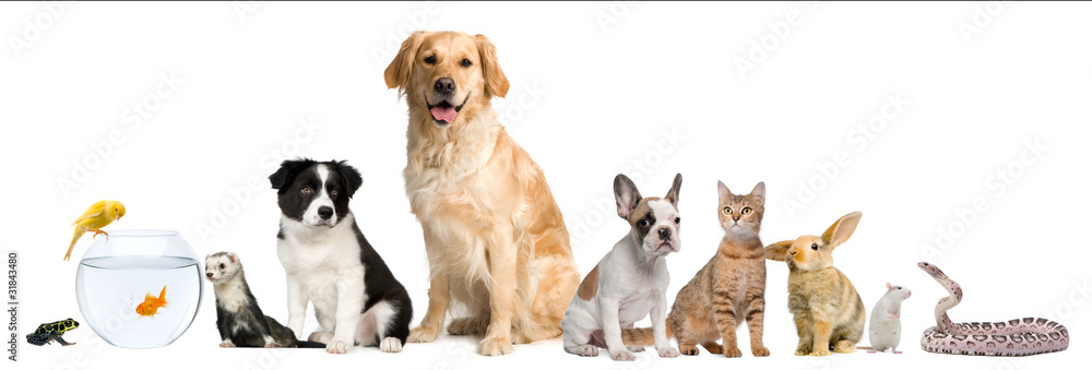 Fototapeta premium Group of pets sitting in front of white background