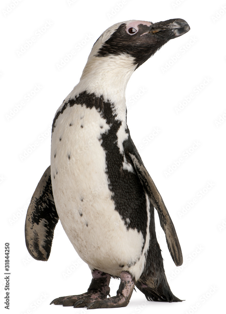 Fototapeta premium African Penguin, Spheniscus demersus, 10 years old,