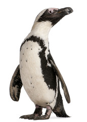 Fototapete Pinguin Porträt eines afrikanischen Brillenpinguins  © Eric Isselée