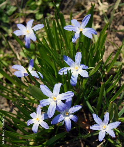 Blue flowers