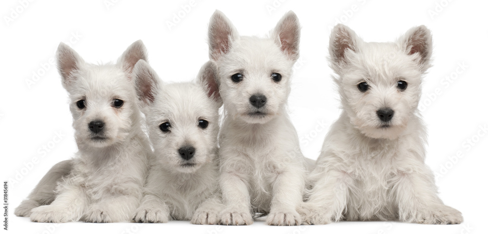 Four West Highland Terrier puppies, 7 weeks old