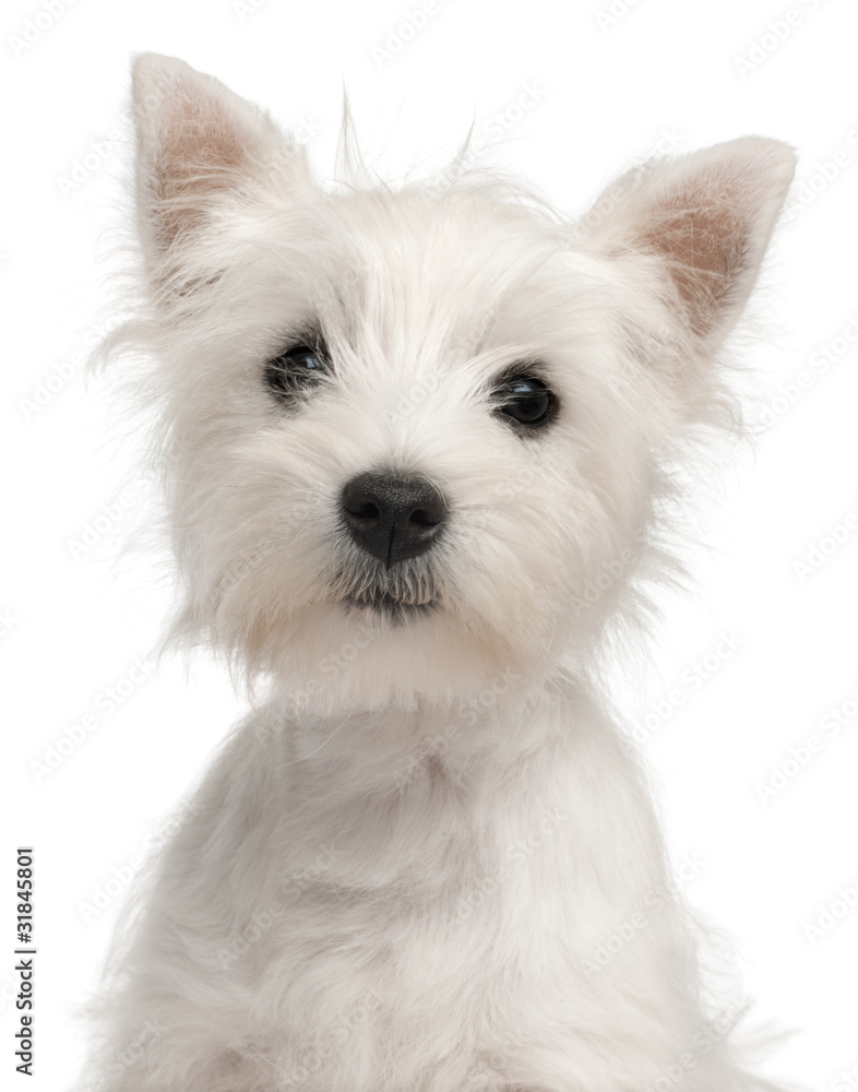 Close-up of West Highland Terrier puppy, 4 months old, Close-up of West Highland Terrier puppy, 4 months old,