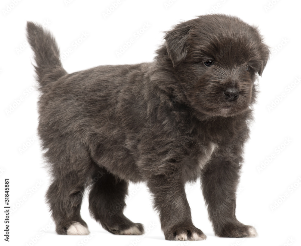 Pyrenean Shepherd puppy, 4 weeks old, Pyrenean Shepherd puppy, 4 weeks old,
