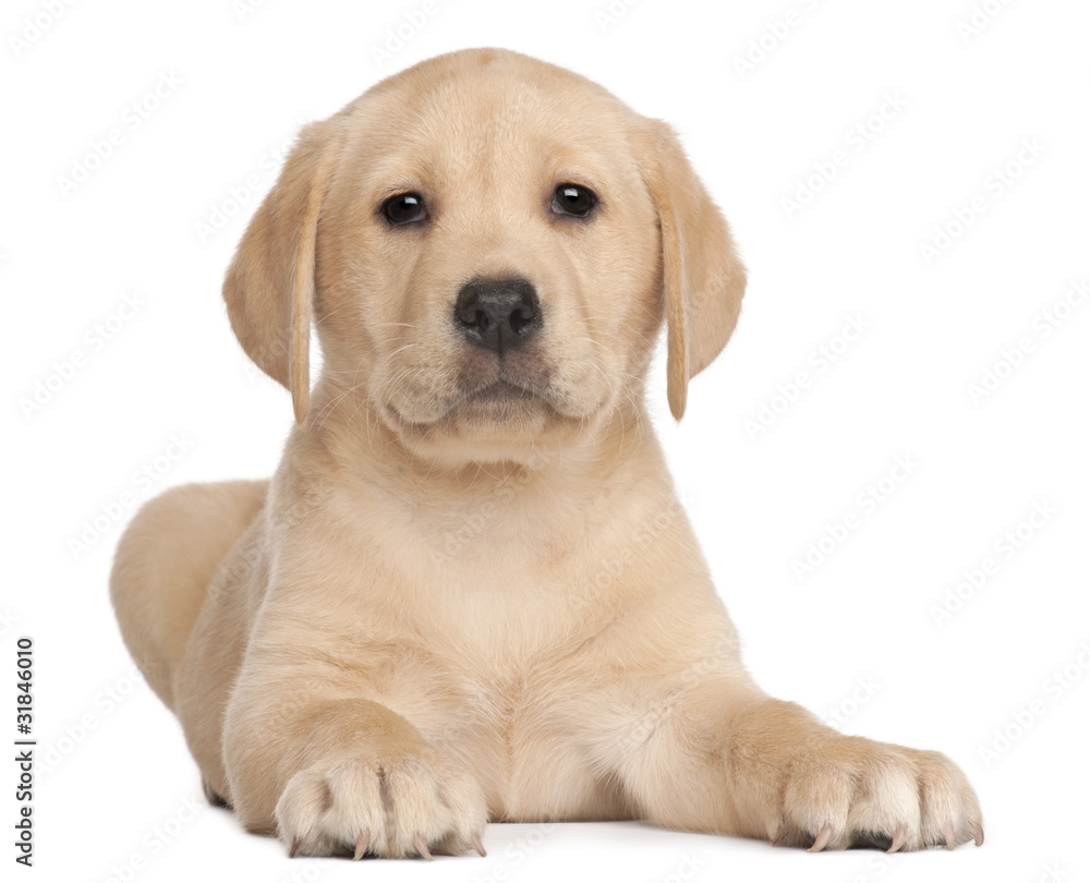 Labrador puppy, 7 weeks old, in front of white background Labrador puppy, 7 weeks old, in front of white background