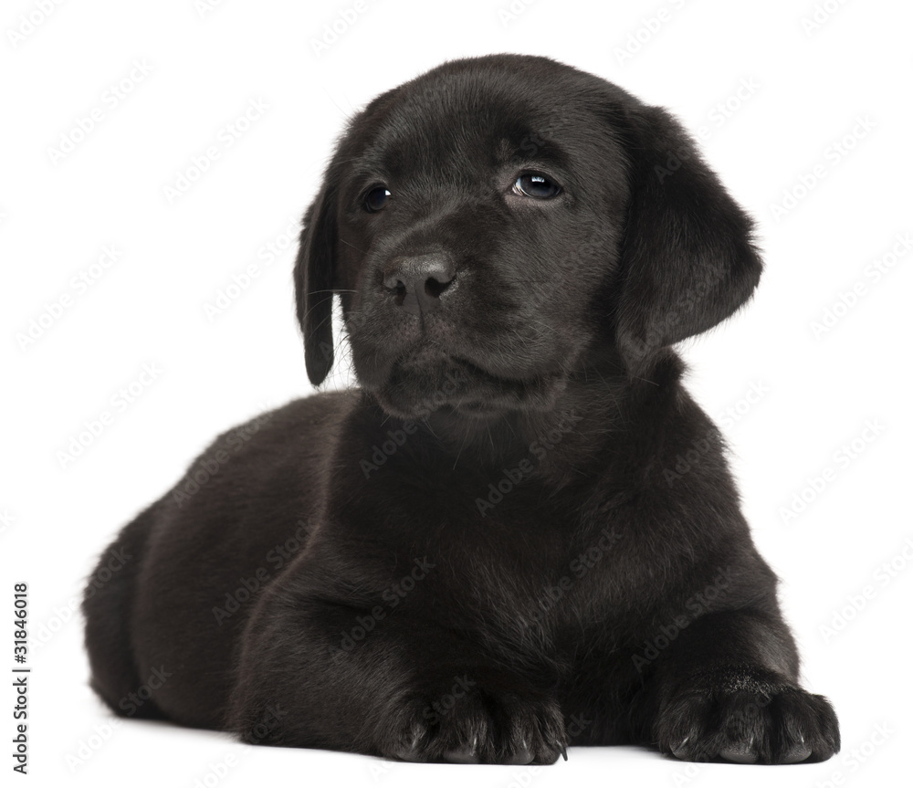 Labrador puppy, 7 weeks old, in front of white background