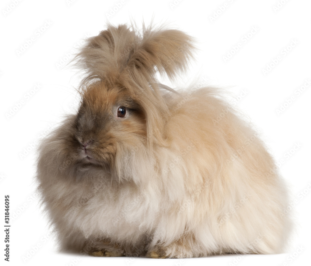 English Angora rabbit in front of white background English Angora rabbit in front of white background