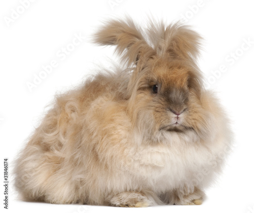 Obraz na płótnie English Angora rabbit in front of white background