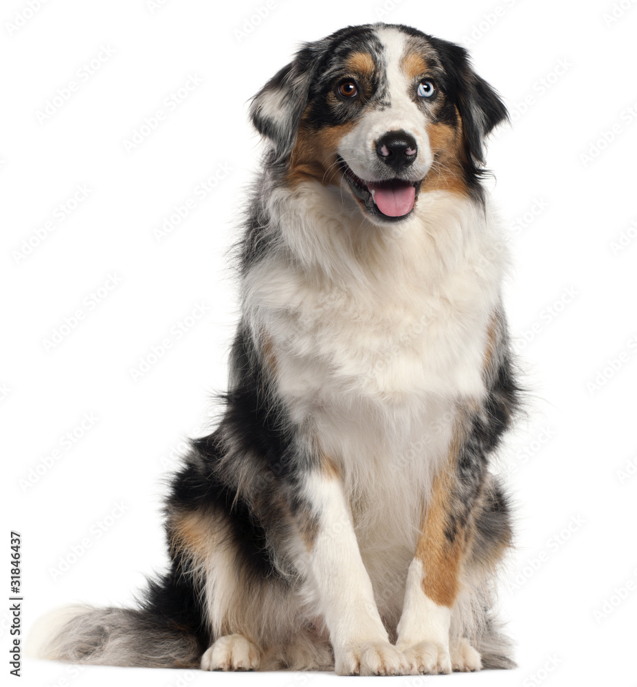 Australian Shepherd dog, 1 year old, Australian Shepherd dog, 1 year old,