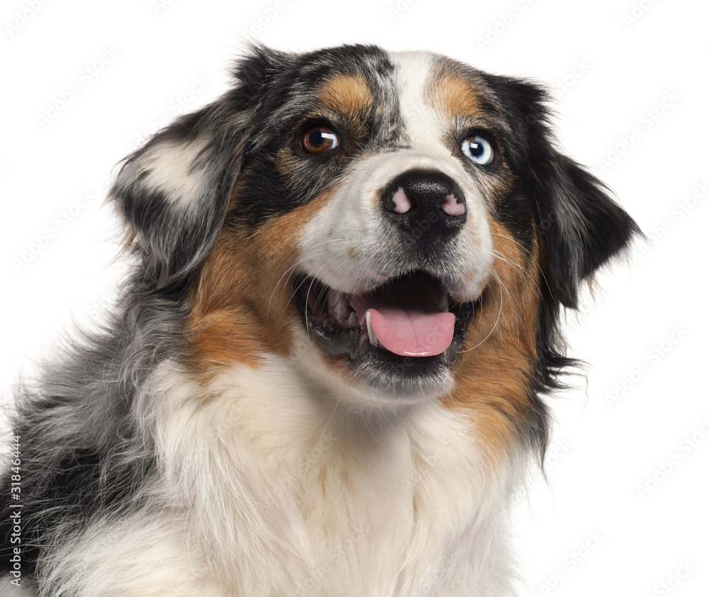 Close-up of Australian Shepherd dog, 1 year old, Close-up of Australian Shepherd dog, 1 year old,
