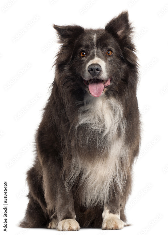 Border Collie, 8 years old, in front of white background
