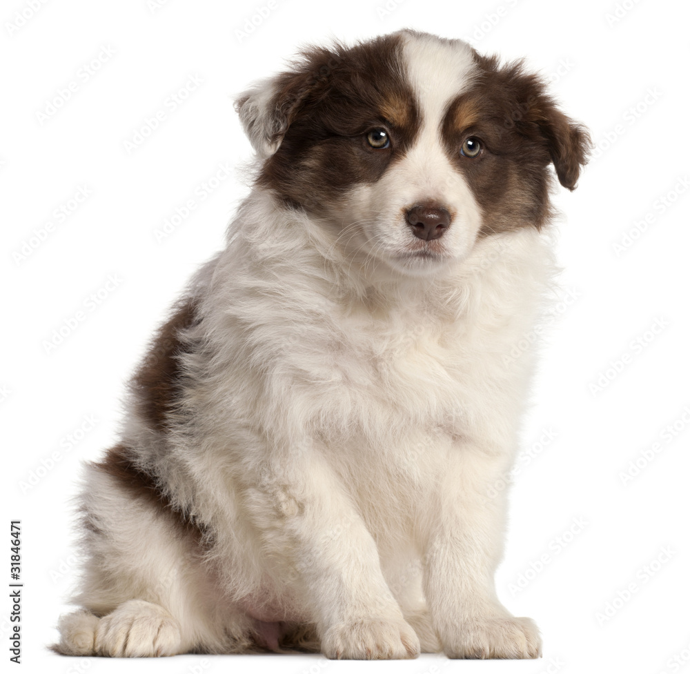 Border Collie 2 months old, Stock-foto | Adobe Stock