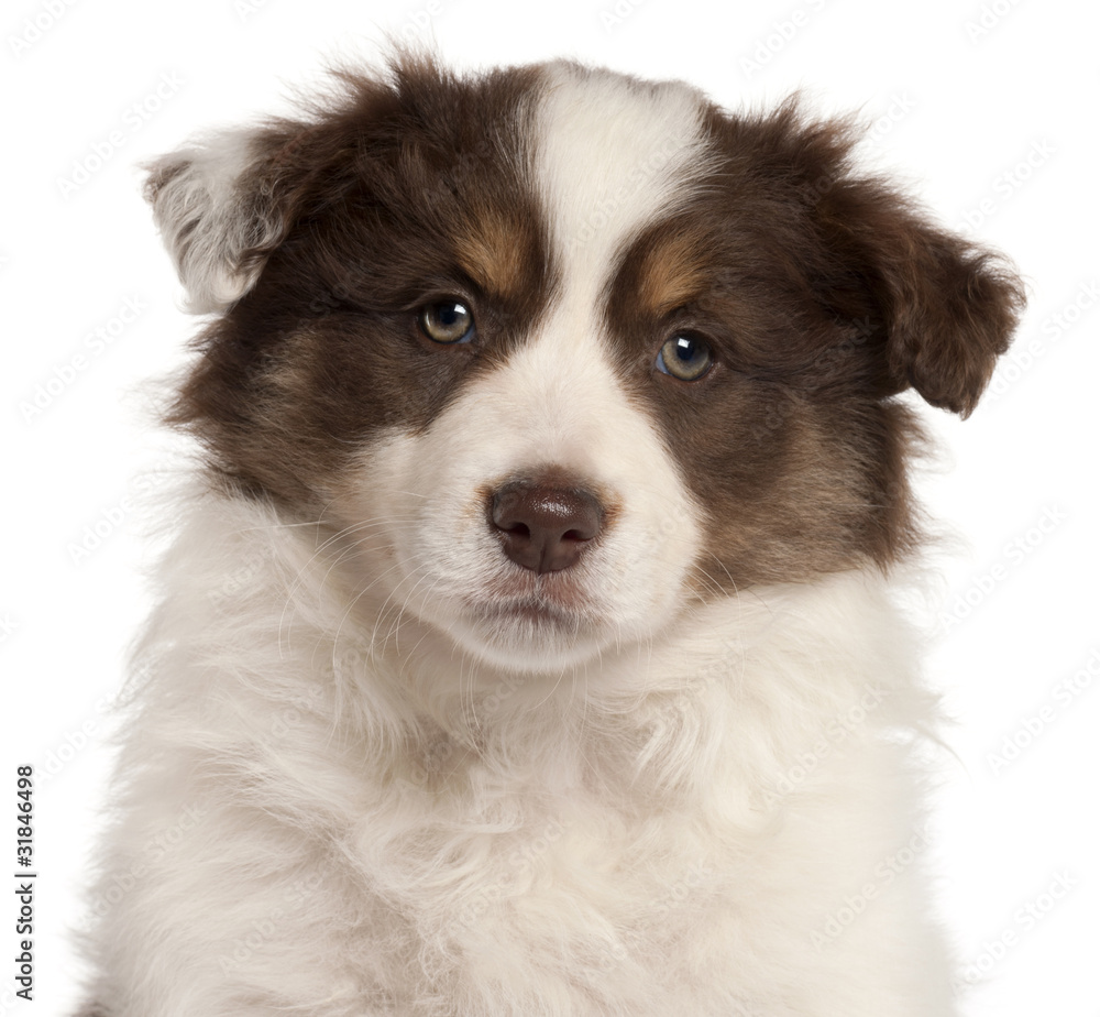 Close-up of Border Collie puppy, 2 months old,