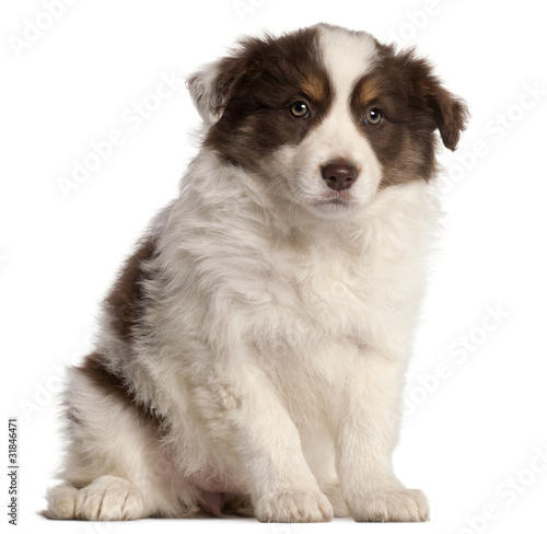 Border Collie puppy, 2 months old,