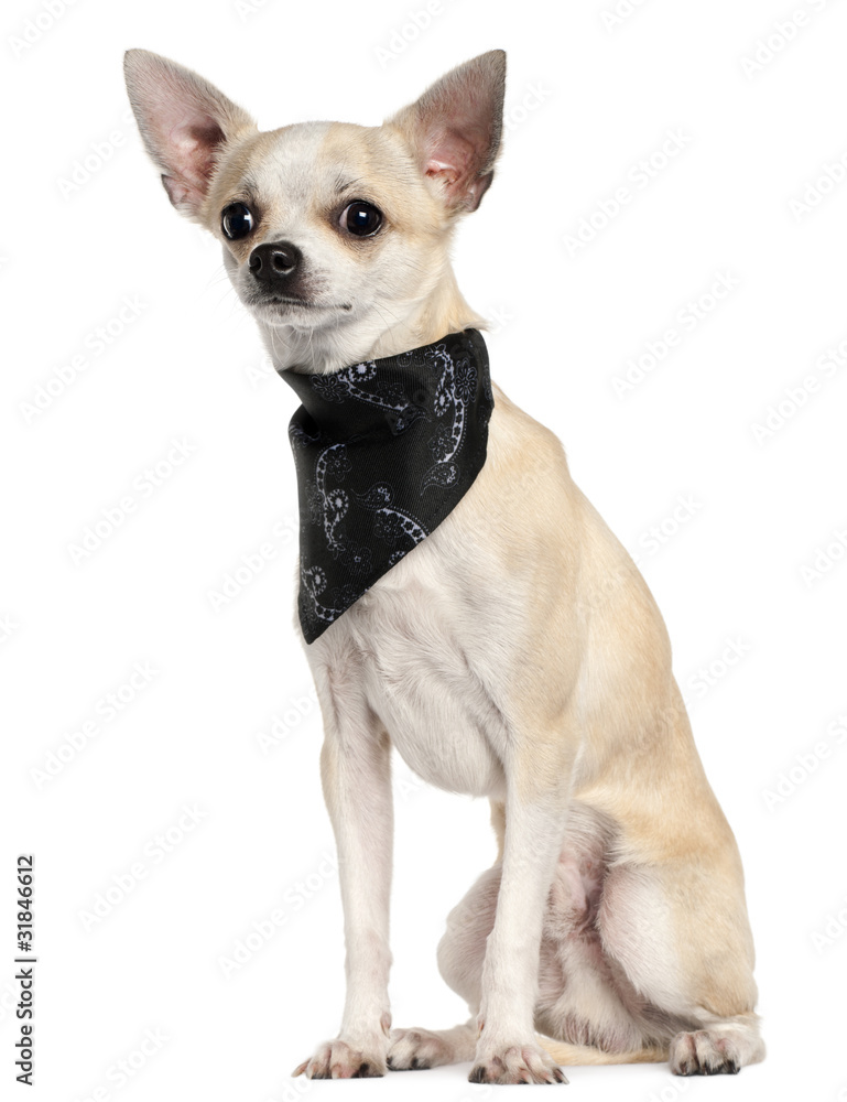 Chihuahua wearing handkerchief, 8 months old, sitting