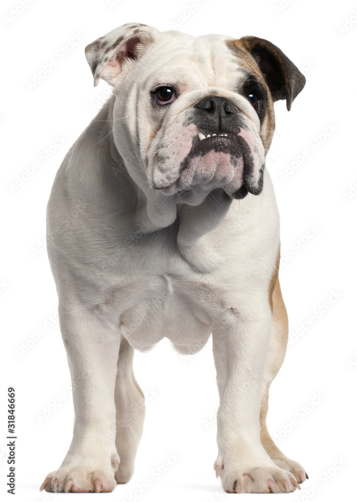 English bulldog, 7 months old,