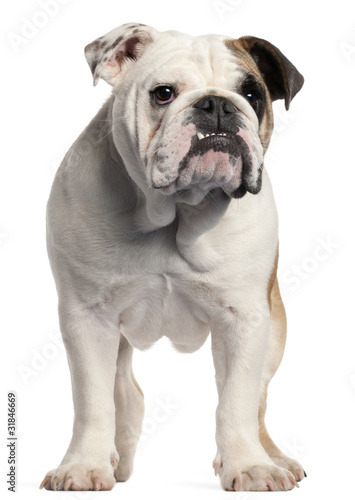 English bulldog, 7 months old, © Eric Isselée