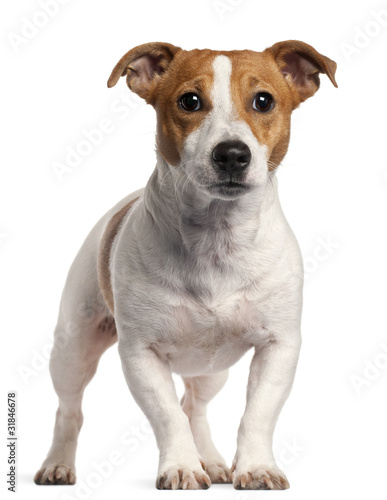 Jack Russell Terrier, 16 months old, © Eric Isselée