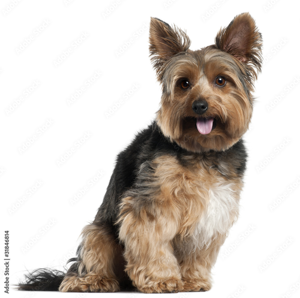 Yorkshire terrier top 2 years old