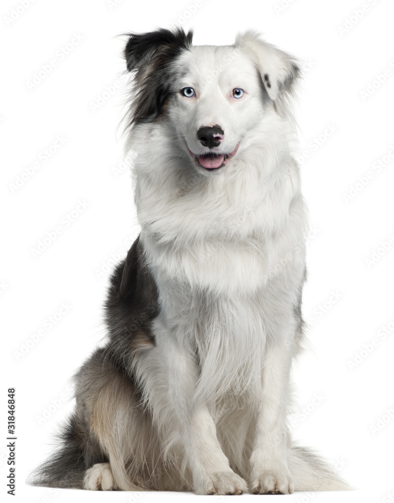 Border Collie, 2 years old,
